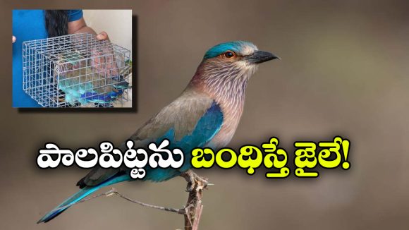 పాలపిట్టను బంధిస్తే కఠిన చర్యలు.. దసరా వేళ ప్రభుత్వం సీరియస్ వార్నింగ్!