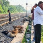 మేడ్చల్‌ జిల్లాలో తీవ్ర విషాదం..  రైలు ఢీకొని సుమారు 300 గొర్రెలు మృతి!