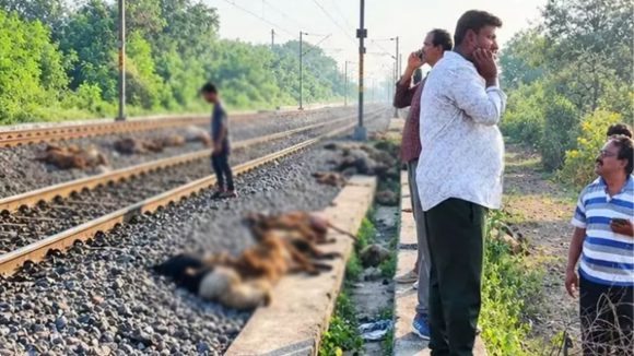 మేడ్చల్‌ జిల్లాలో తీవ్ర విషాదం..  రైలు ఢీకొని 100 గొర్రెలు మృతి!
