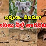 నీళ్లు తాగకుండానే.. జీవితాంతం బతికేసే 6 వింత జంతువులు.. ఇదేం విచిత్రం సామీ!