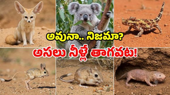నీళ్లు తాగకుండానే.. జీవితాంతం బతికేసే 6 వింత జంతువులు.. ఇదేం విచిత్రం సామీ!