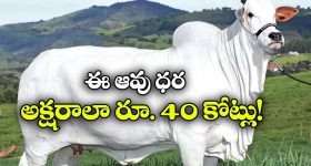 ఐఐటీ బొంబాయిలో తీవ్ర విషాదం.. చాట్‌జీపీటీ కాపీయింగ్ రచ్చ.. విద్యార్థి ఆత్మహత్య!