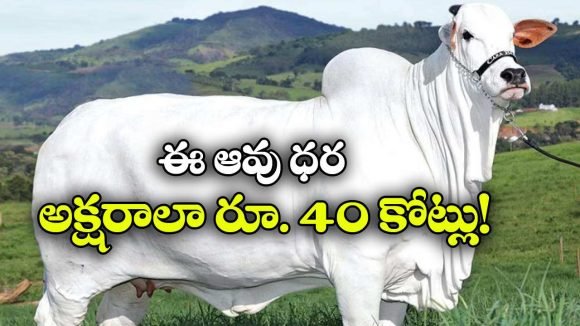 ప్రపంచంలోనే అత్యంత ఖరీదైన ఆవు.. దీని ప్రత్యేకత తెలిస్తే షాక్ అవ్వాల్సిందే!