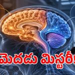 మానవ మెదడుపై స్టాన్‌ఫోర్డ్ సంచలన పరిశోధన.. వెలుగులోకి షాకింగ్ ఫ్యాక్ట్స్?