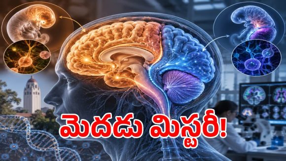 మానవ మెదడుపై స్టాన్‌ఫోర్డ్ సంచలన పరిశోధన.. వెలుగులోకి షాకింగ్ ఫ్యాక్ట్స్?