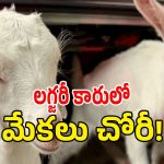 మహబూబాబాద్ జిల్లాలో షాకింగ్ సీన్.. లగ్జరీ కారులో వచ్చి మేకల దొంగతనం కలకలం