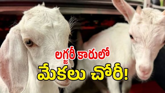 మహబూబాబాద్ జిల్లాలో షాకింగ్ సీన్.. లగ్జరీ కారులో వచ్చి మేకల దొంగతనం కలకలం