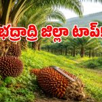 తెలంగాణలో ఆయిల్ పామ్ సాగు జోరు.. లక్ష్యాన్ని మించిన దరఖాస్తులు.. ఎన్నో తెలుసా..!