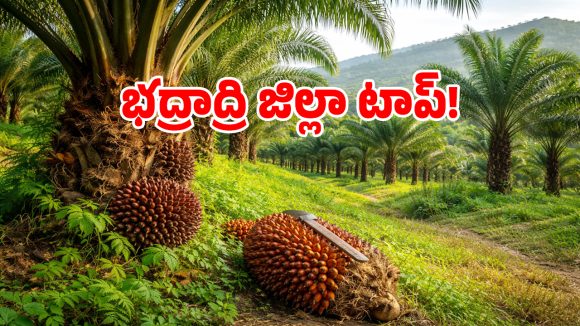 తెలంగాణలో ఆయిల్ పామ్ సాగు జోరు.. లక్ష్యాన్ని మించిన దరఖాస్తులు.. ఎన్నో తెలుసా..!