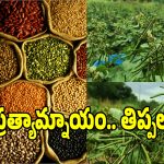 ప్రత్యామ్నాయ పంటలు వేసిన రైతులకు.. తెలంగాణ సర్కార్ షాకింగ్ న్యూస్..!