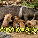 మెదక్ జిల్లాలో వింత ఘటన.. కుక్క పిల్లలకు పాలిస్తున్న వరాహం