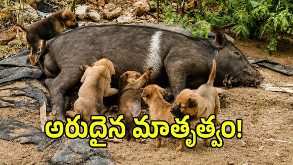 మెదక్ జిల్లాలో వింత ఘటన.. కుక్క పిల్లలకు పాలిస్తున్న వరాహం