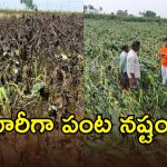 ఏపీలో భారీ వర్షాలకు అన్నదాత కుదేలు.. ఈ ప్రాంతాల్లో విపరీతంగా పంటనష్టం?