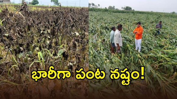 ఏపీలో భారీ వర్షాలకు అన్నదాత కుదేలు.. ఈ ప్రాంతాల్లో విపరీతంగా పంటనష్టం?