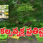 రాముడి యుగం నాటి దివ్య వృక్షం.. విజయవాడలో ప్రత్యక్షం!