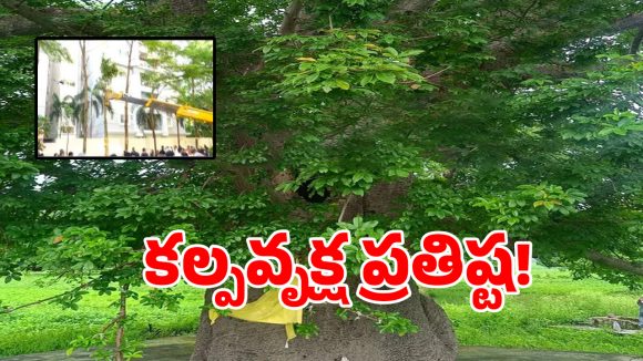 రాముడి యుగం నాటి దివ్య వృక్షం.. విజయవాడలో ప్రత్యక్షం!