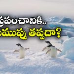పెంగ్విన్ల మలంతో కరుగుతున్న మంచు.. అంటార్కిటికాలో వింత పరిణామం!