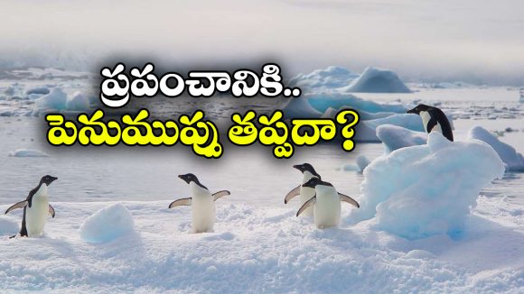 పెంగ్విన్ల మలంతో కరుగుతున్న మంచు.. అంటార్కిటికాలో వింత పరిణామం!