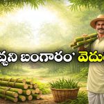 వెదురు సాగుతో సిరుల వర్షం.. ఒక్కసారి నాటితే ఏళ్ల పాటు ఆదాయం!
