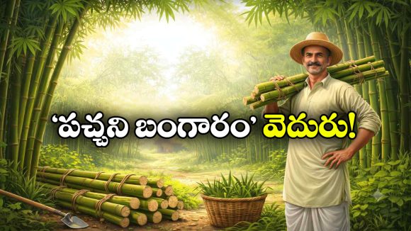 వెదురు సాగుతో సిరుల వర్షం.. ఒక్కసారి నాటితే ఏళ్ల పాటు ఆదాయం!