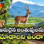 రూ.17 వేల నుంచే వైల్డ్‌ లైఫ్ టూర్.. ఈ 3 ప్లేసులు మిస్ అవ్వొద్దు!