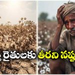 కన్నీళ్లు పెట్టిస్తున్న తెల్లబంగారం.. నల్లగొండలో 80 శాతం పత్తిపంట నష్టం!