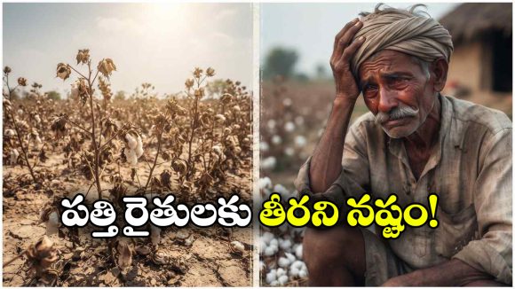 కన్నీళ్లు పెట్టిస్తున్న తెల్లబంగారం.. నల్గొండలో 80 శాతం పత్తిపంట నష్టం!