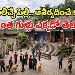 ఇదేందయ్యా ఇది.. కుక్కలు, పిల్లులకు ప్రత్యేక ఆలయాలు.. తరలివెళ్తున్న పెంపుడు జంతువులు!