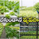 పొలం లేదు.. దుక్కి దున్నేది లేదు.. అయినా పంటలు పండుతాయి!