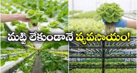 వాడికి బ్యాటింగ్ రాదు, బౌలింగ్ చేత‌కాదు...టీమిండియా ఓట‌మి కార‌ణం శివ‌మ్ దూబేనే
