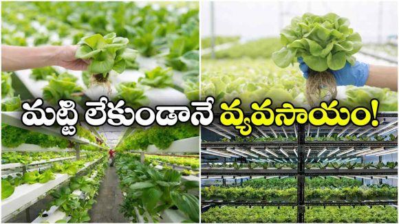 పొలం లేదు.. దుక్కి దున్నేది లేదు.. అయినా పంటలు పండుతాయి!