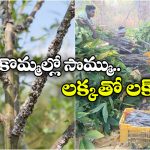 కొమ్మల్లో సొమ్ము.. లక్కతో లక్.. చెట్లపై పెరిగే ఈ పురుగులతో బోలెడు ఆదాయం!