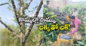 కొమ్మల్లో సొమ్ము.. లక్కతో లక్.. చెట్లపై పెరిగే ఈ పురుగులతో బోలెడు ఆదాయం!