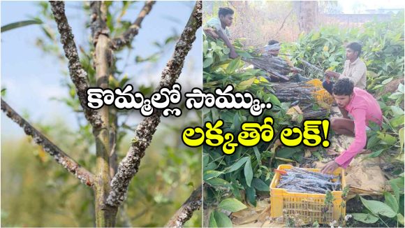 కొమ్మల్లో సొమ్ము.. లక్కతో లక్.. చెట్లపై పెరిగే ఈ పురుగులతో బోలెడు ఆదాయం!