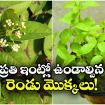 మీ ఇంటి పెరట్లో ఈ మొక్కలు ఉన్నాయా? అయితే, పాములు, దోమలతో నో టెన్షన్!