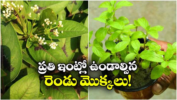 మీ ఇంటి పెరట్లో ఈ మొక్కలు ఉన్నాయా? అయితే, పాములు, దోమలతో నో టెన్షన్!