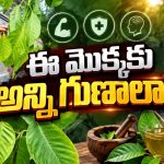 సాయి దుర్గ తేజ్ బర్తడే స్పెషల్.. అమ్మవారి మొక్క నాటిన నాగబాబు!