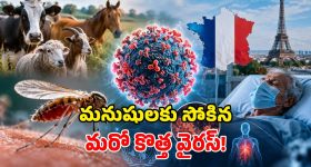 మనుషులను వణికిస్తున్న ‘షమోండా వైరస్’.. తొలి మరణం నమోదు, అసలేంటీ వింత వ్యాధి?