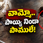 పొయ్యిలో 20కి పైగా పాములు.. ఏకంగా పిల్లలతో కాపురం పెట్టేసిందిగా? ధైర్యం ఉంటేనే చూడండి