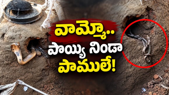 పొయ్యిలో 20కి పైగా పాములు.. ఏకంగా పిల్లలతో కాపురం పెట్టేసిందిగా? ధైర్యం ఉంటేనే చూడండి