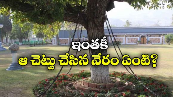 చెట్టుకు సంకెళ్లు వేసి అరెస్ట్ చేశారు.. 128 ఏళ్లుగా విడుదల కాలేదు!