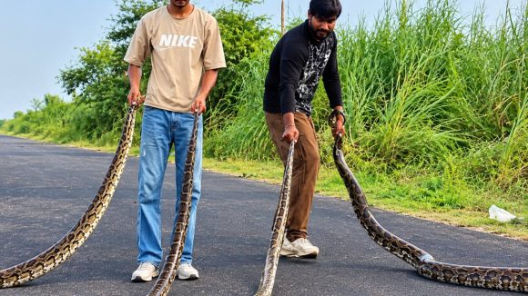 కొండ చిలువల తోక పట్టుకుని రీల్స్.. వైరల్ కావడానికి ఏమైనా చేస్తేస్తారా?