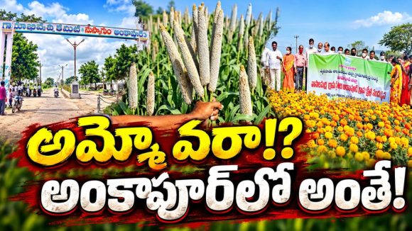 వరి లేకుండానే సిరుల సాగు! అది ఆదర్శ వ్యవసాయ గ్రామం! సంప్రదాయ పంటలుండవు.. అంతా లాభదాయక సాగే..!