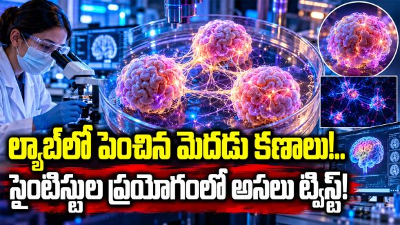చిన్న మెదడు టిష్యూస్‌తో సంచలన ప్రయోగం.. బయటపడ్డ అసలు ట్విస్ట్ ఇదే!
