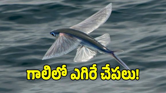 ఆకాశంలో రెక్కలు విప్పి ఎగిరే చేప.. దీని వెనుక ఉన్న అద్బుత రహస్యం ఇదే?