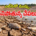 ఎల్‌నినో ఎఫెక్ట్.. ఉచిత చేపపిల్లల పంపిణీకి కొత్త కష్టాలు.. చనిపోలాల్సిందేనా..?
