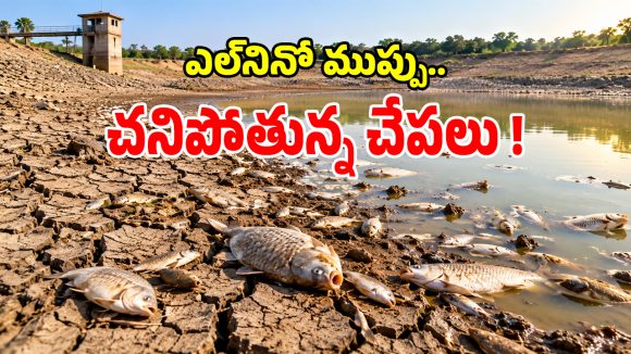 ఎల్‌నినో ఎఫెక్ట్.. ఉచిత చేపపిల్లల పంపిణీకి కొత్త కష్టాలు.. చనిపోలాల్సిందేనా..?