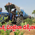 ఎల్-నినోతో ఎండిపోతున్న పంటలు.. గద్వాల జిల్లా మదనపల్లిలో కన్నీటి దృశ్యం!