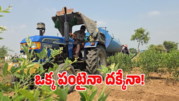 ఎల్-నినోతో ఎండిపోతున్న పంటలు.. గద్వాల జిల్లా మదనపల్లిలో కన్నీటి దృశ్యం!