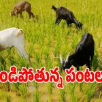 జోగులాంబ గద్వాల జిల్లాలో సాగునీటి సంక్షోభం.. ఎండిపోతున్న పంటలు!